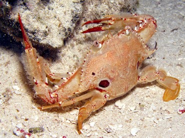 Ocellate Swimming Crab - Achelous sebae - Belize