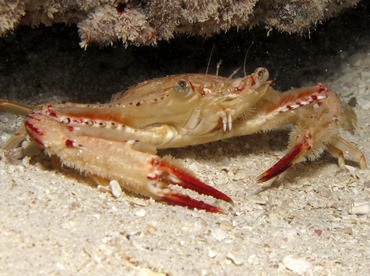 Ocellate Swimming Crab - Achelous sebae - Belize