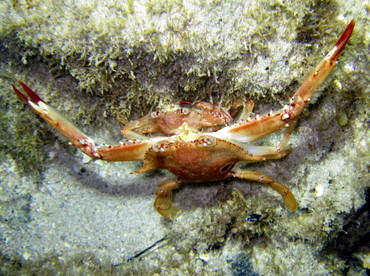 Ocellate Swimming Crab - Achelous sebae - St John, USVI