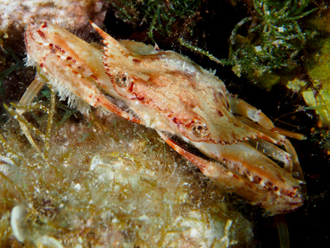 Ocellate Swimming Crab - Achelous sebae - Turks and Caicos