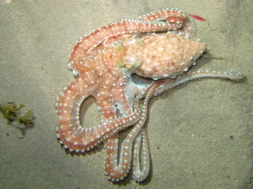 Atlantic White-Spotted Octopus - Octopus macropus - St John, USVI