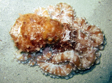 Atlantic White-Spotted Octopus - Octopus macropus - St John, USVI