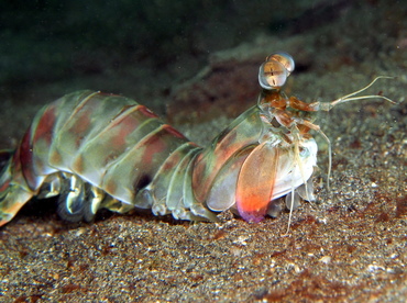 Keel Tail Mantis Shrimp - Odontodactylus cultrifer - Lembeh Strait, Indonesia