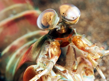 Keel Tail Mantis Shrimp - Odontodactylus cultrifer - Lembeh Strait, Indonesia