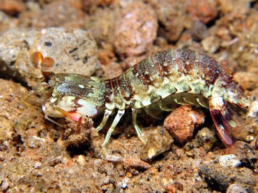 Pink-Eared Mantis Shrimp - Odontodactylus latirostris - Dumaguete, Philippines