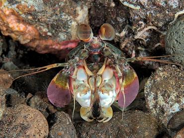 Pink-Eared Mantis Shrimp - Odontodactylus latirostris - Bali, Indonesia