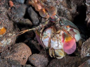 Pink-Eared Mantis Shrimp - Odontodactylus latirostris - Bali, Indonesia