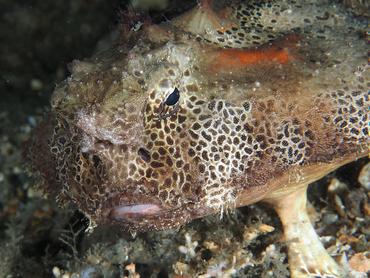 Polka-Dot Batfish - Ogcocephalus cubifrons - Blue Heron Bridge, Florida