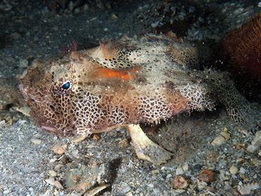 Polka-Dot Batfish - Ogcocephalus cubifrons - Blue Heron Bridge, Florida