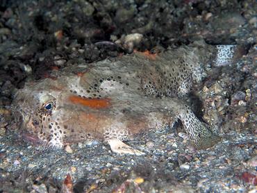 Polka-Dot Batfish - Ogcocephalus cubifrons - Blue Heron Bridge, Florida