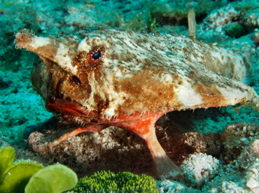 Shortnose Batfish - Ogcocephalus nasutus - Belize