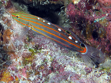 Old Glory - Koumansetta rainfordi - Great Barrier Reef, Australia