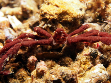 Sponge Spider Crab - Oncinopus sp. 2 - Lembeh Strait, Indonesia