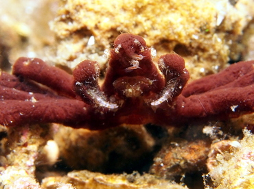 Sponge Spider Crab - Oncinopus sp. 2 - Lembeh Strait, Indonesia