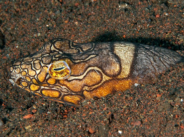 Napoleon Snake Eel - Ophichthus bonaparti - Bali, Indonesia