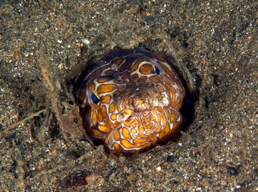 Napoleon Snake Eel - Ophichthus bonaparti - Anilao, Philippines