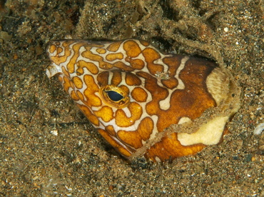 Napoleon Snake Eel - Ophichthus bonaparti - Anilao, Philippines