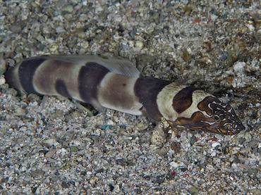Napoleon Snake Eel - Ophichthus bonaparti - Komodo, Indonesia