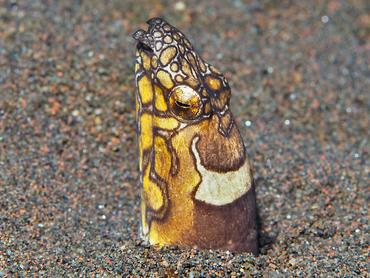 Napoleon Snake Eel - Ophichthus bonaparti - Bali, Indonesia