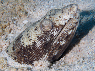 Spotted Snake Eel - Ophichthus ophis - Cozumel, Mexico