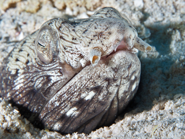 Spotted Snake Eel - Ophichthus ophis - Cozumel, Mexico