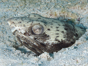 Spotted Snake Eel - Ophichthus ophis - Cozumel, Mexico