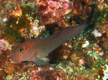 Panamic Fanged Blenny - Ophioblennius steindachneri - Cabo San Lucas, Mexico