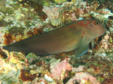 Panamic Fanged Blenny - Ophioblennius steindachneri - Cabo San Lucas, Mexico