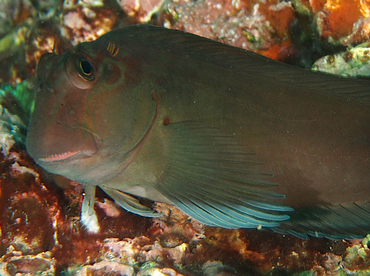 Panamic Fanged Blenny - Ophioblennius steindachneri - Cabo San Lucas, Mexico