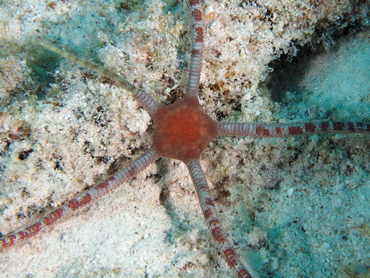 Smooth Brittle Star - Ophioderma phoenium - Bonaire