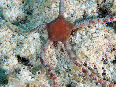 Smooth Brittle Star - Ophioderma phoenium - Bonaire