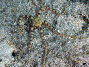 Scaly Brittle Star - Ophiolepis impressa - Bonaire
