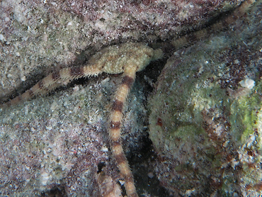 Scaly Brittle Star - Ophiolepis impressa - Bonaire