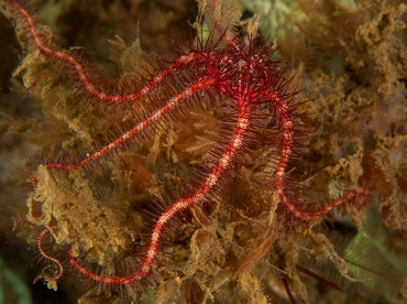 Dark Red-Spined Brittle Star - Ophiothrix purpurea - Anilao, Philippines