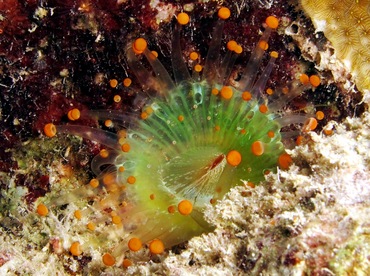 Orange Ball Corallimorph - Pseudocorynactis caribbeorum - Bonaire