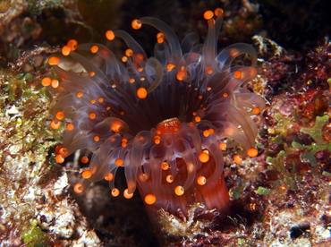 Orange Ball Corallimorph - Pseudocorynactis caribbeorum - Eleuthera, Bahamas