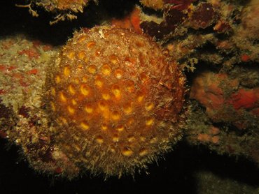 Orange Ball Sponge - Cinachyrella kuekenthali - Roatan, Honduras