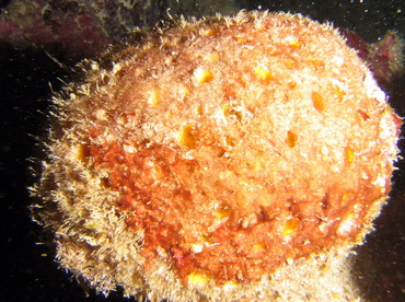 Orange Ball Sponge - Cinachyrella kuekenthali - Roatan, Honduras