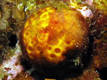 Orange Ball Sponge - Cinachyrella kuekenthali - St Thomas, USVI