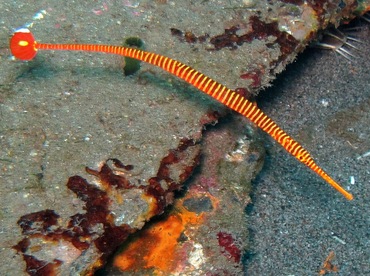 Orange-Banded Pipefish - Doryrhamphus pessuliferus - Dumaguete, Philippines