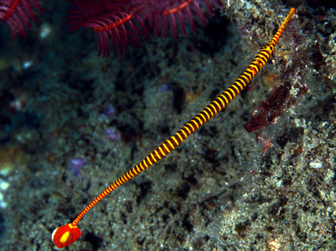 Orange-Banded Pipefish - Doryrhamphus pessuliferus - Anilao, Philippines