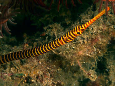 Orange-Banded Pipefish - Doryrhamphus pessuliferus - Anilao, Philippines