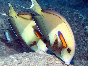 Orangeband Surgeonfish - Acanthurus olivaceus - Big Island, Hawaii