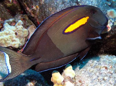 Orangeband Surgeonfish - Acanthurus olivaceus - Big Island, Hawaii