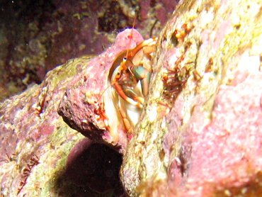 Orangeclaw Hermit Crab - Calcinus tibicen - Roatan, Honduras