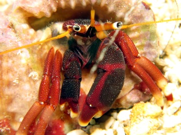 Orangeclaw Hermit Crab - Calcinus tibicen - Cozumel, Mexico