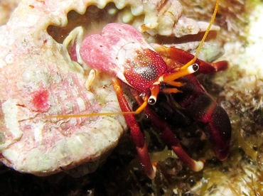 Orangeclaw Hermit Crab - Calcinus tibicen - Cozumel, Mexico