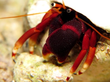 Orangeclaw Hermit Crab - Calcinus tibicen - Cozumel, Mexico