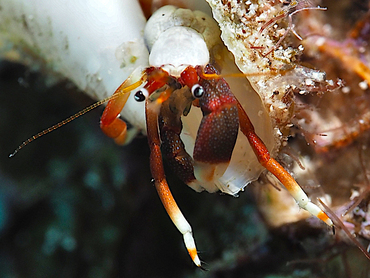 Orangeclaw Hermit Crab - Calcinus tibicen - Cozumel, Mexico