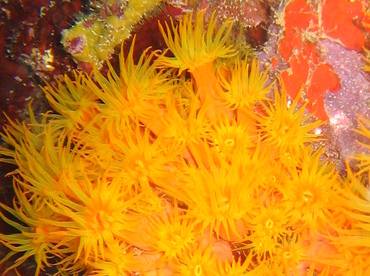 Orange Cup Coral - Tubastraea coccinea - Aruba